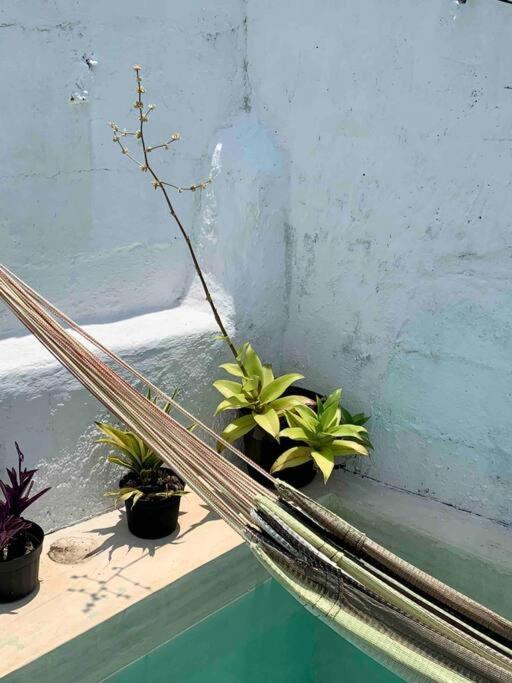 Casita Azul Colonial En El Centro De Merida. 外观 照片